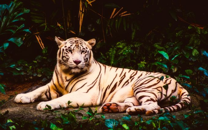 Handsome White Tiger At Rest