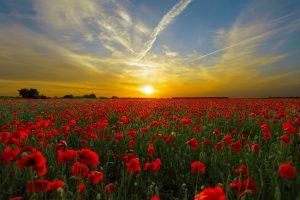 Horizon Of A Red Poppy Flower Field At Sunset