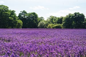 Lavender Fields 4K