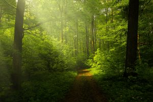 Ray of sunshine in a forest HD