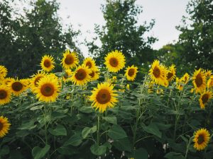 Sunflowers 4K