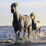 White horses at the seaside