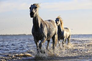 White horses at the seaside 5K