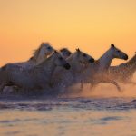 White horses galloping at sunset