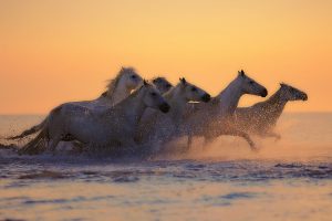 White horses galloping at sunset 4K