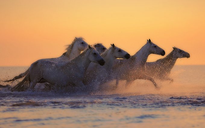 White horses galloping at sunset