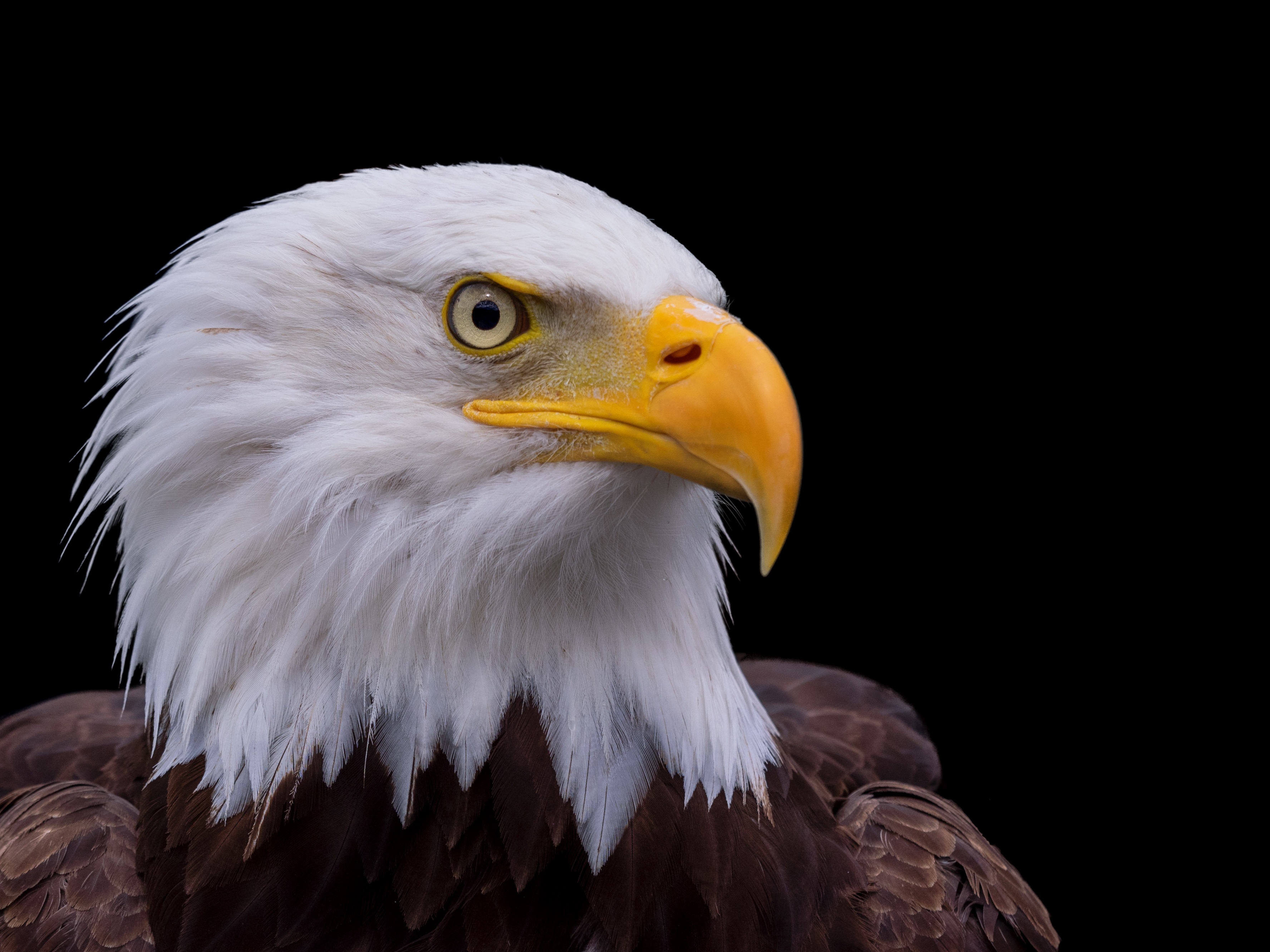 portrait d' un aigle | images gratuites et libres de droits