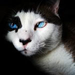 Beautiful cat with blue eyes