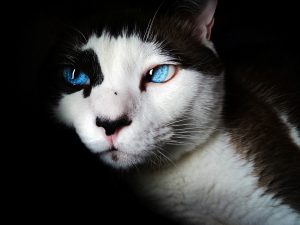 Beautiful cat with blue eyes HD