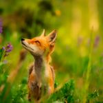 Cute Fox In The Grass
