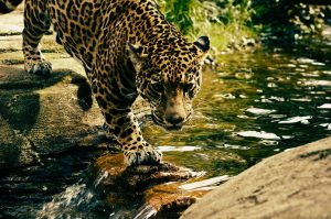 Jaguar Crossing River HD
