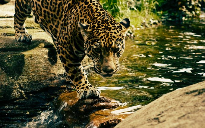 Jaguar Crossing River