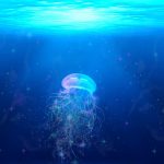 Jellyfish Underwater HD