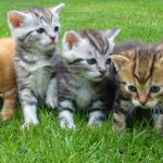 Kittens in the grass