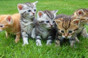 Kittens in the grass HD