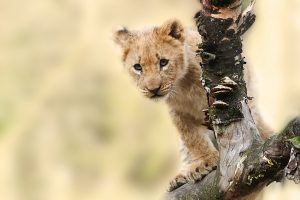 Lion Cub On A Tree Branch 7K