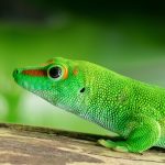 Madagascar day gecko HD