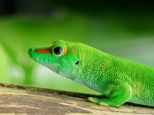 Madagascar day gecko HD