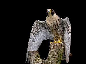 Peregrine Falcon HD