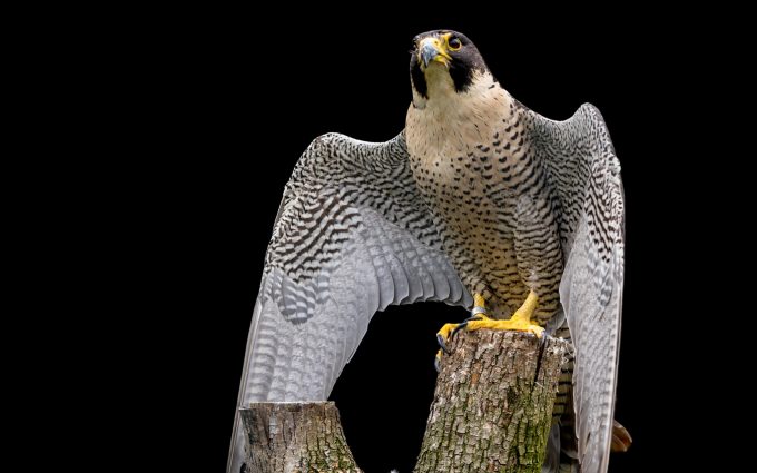 Peregrine Falcon HD