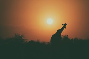Silhouette of giraffe at sunset 4k