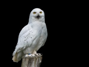 Snowy Owl HD