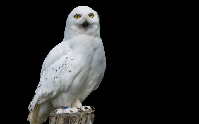 Snowy Owl HD
