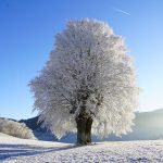 Snowy Tree Winter 8K