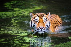 Tiger Swimming HD