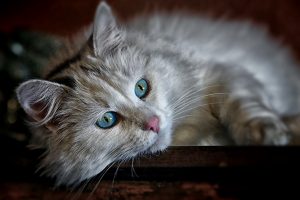 Beautiful White Cat With Blue Eyes HD