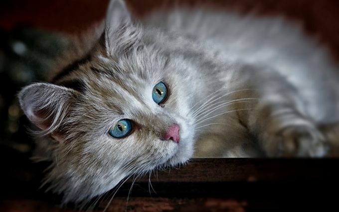 Beautiful White Cat With Blue Eyes HD
