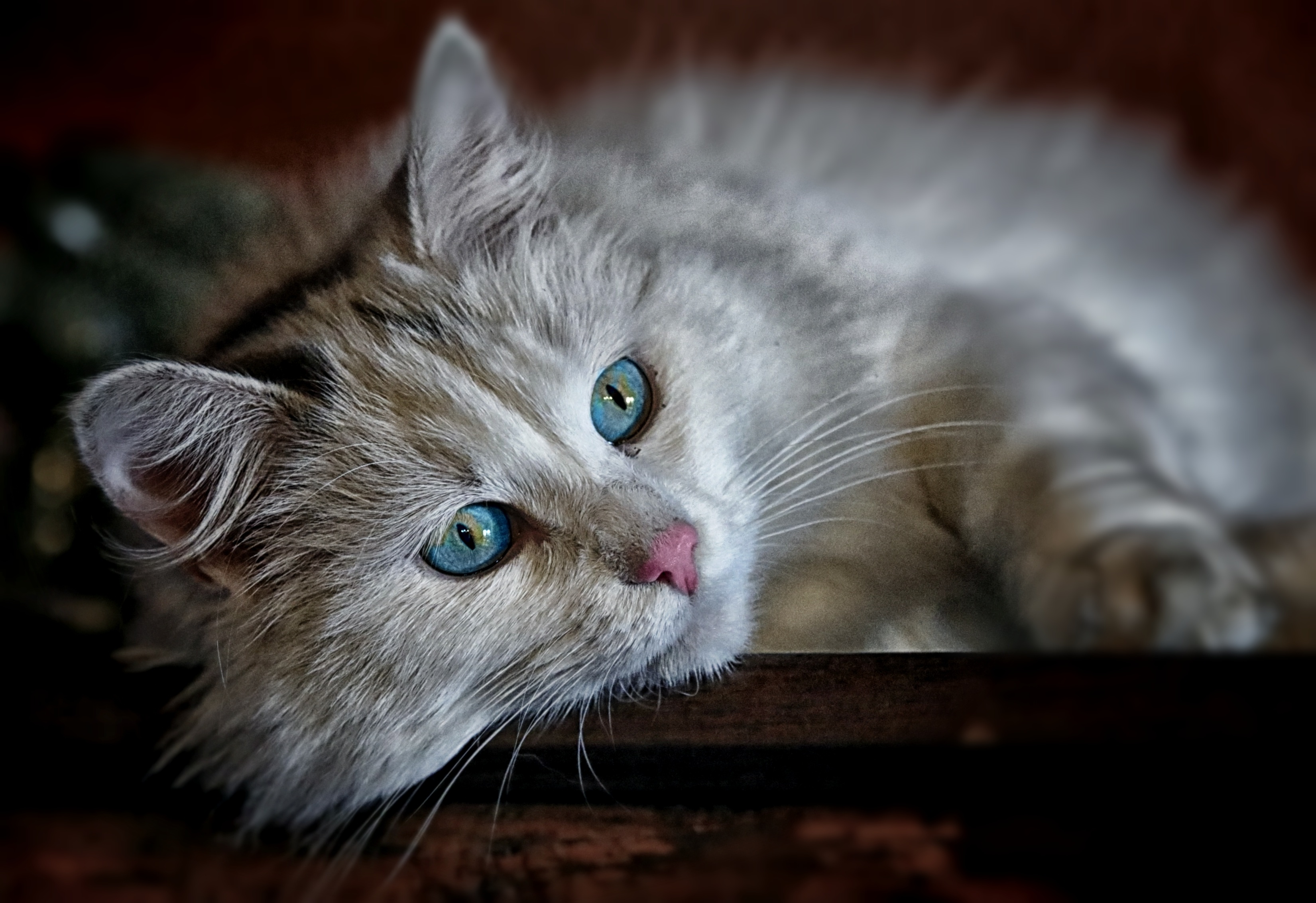 Beautiful White Cat With Blue Eyes HD Wallpaper