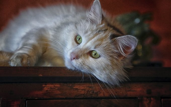 Beautiful White Cat With Green Eyes 4K