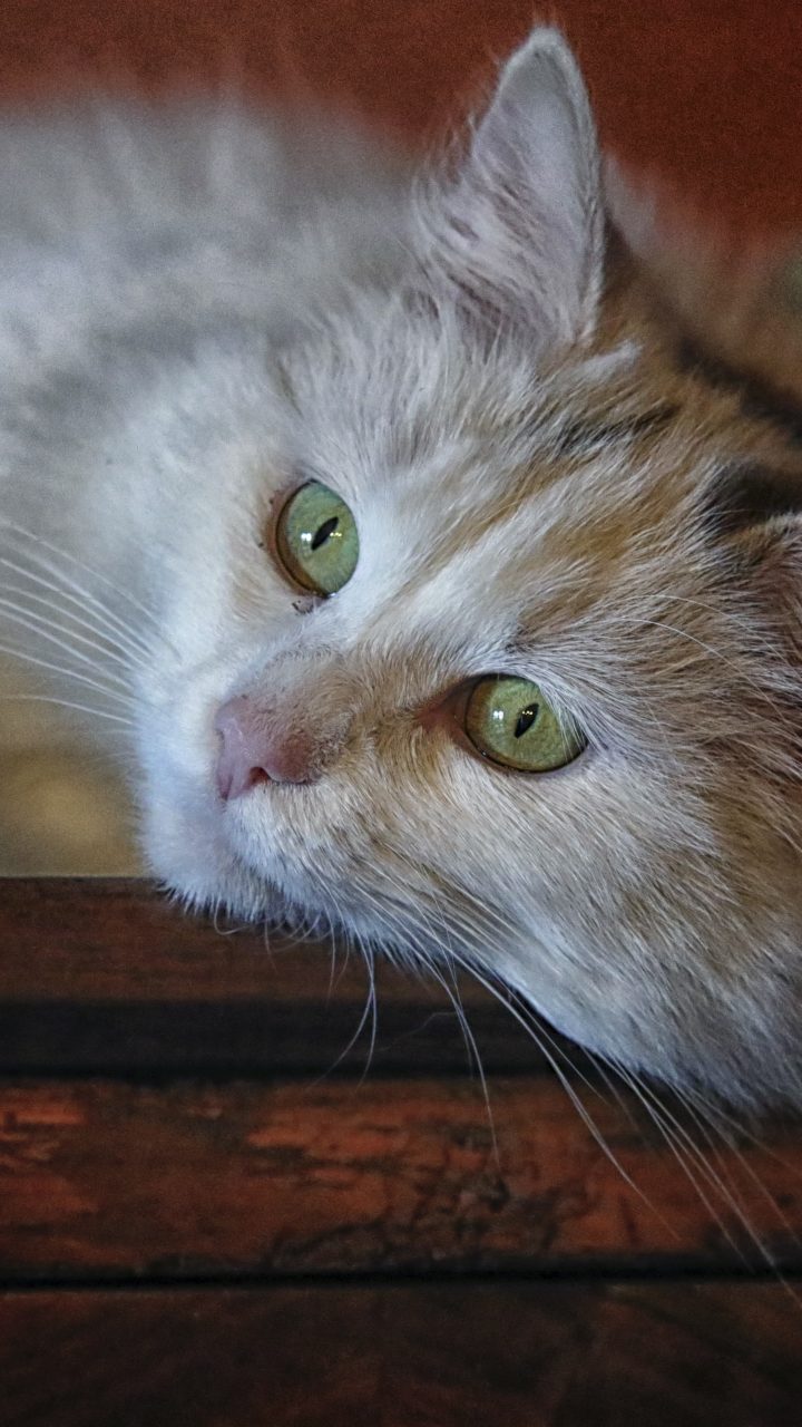 Beautiful White Cat With Green Eyes 4K UHD Wallpaper