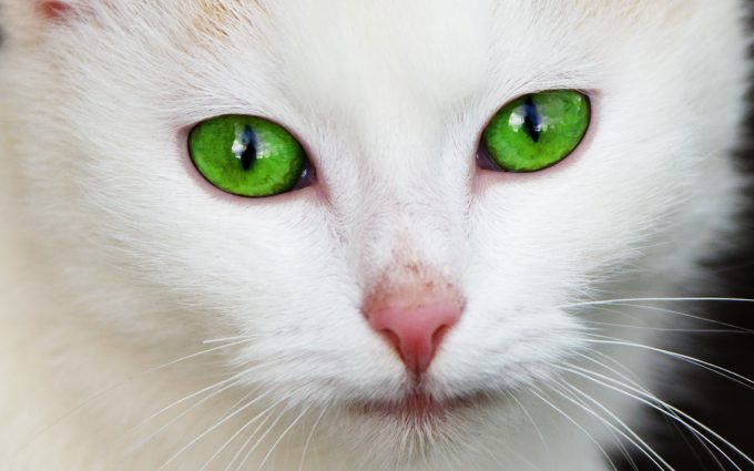 Beautiful white cat with very green eyes hd