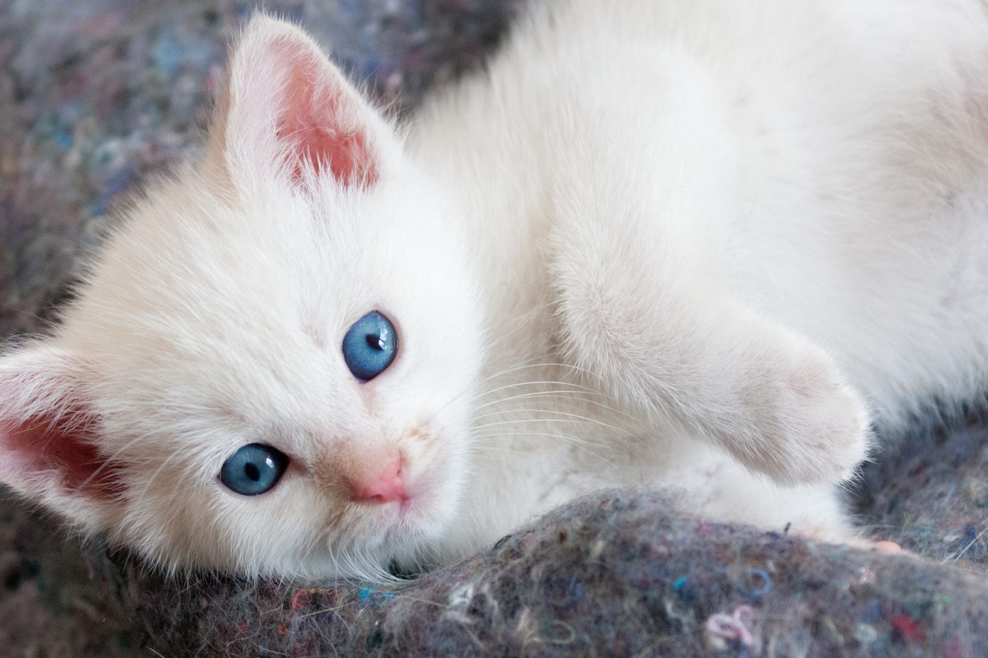 Beautiful White Kitten With Blue Eyes HD Wallpaper