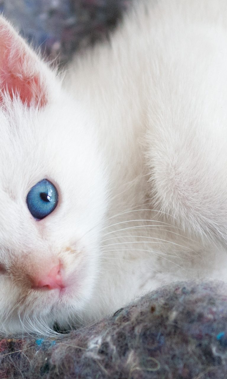 Beautiful White Kitten With Blue Eyes HD Wallpaper