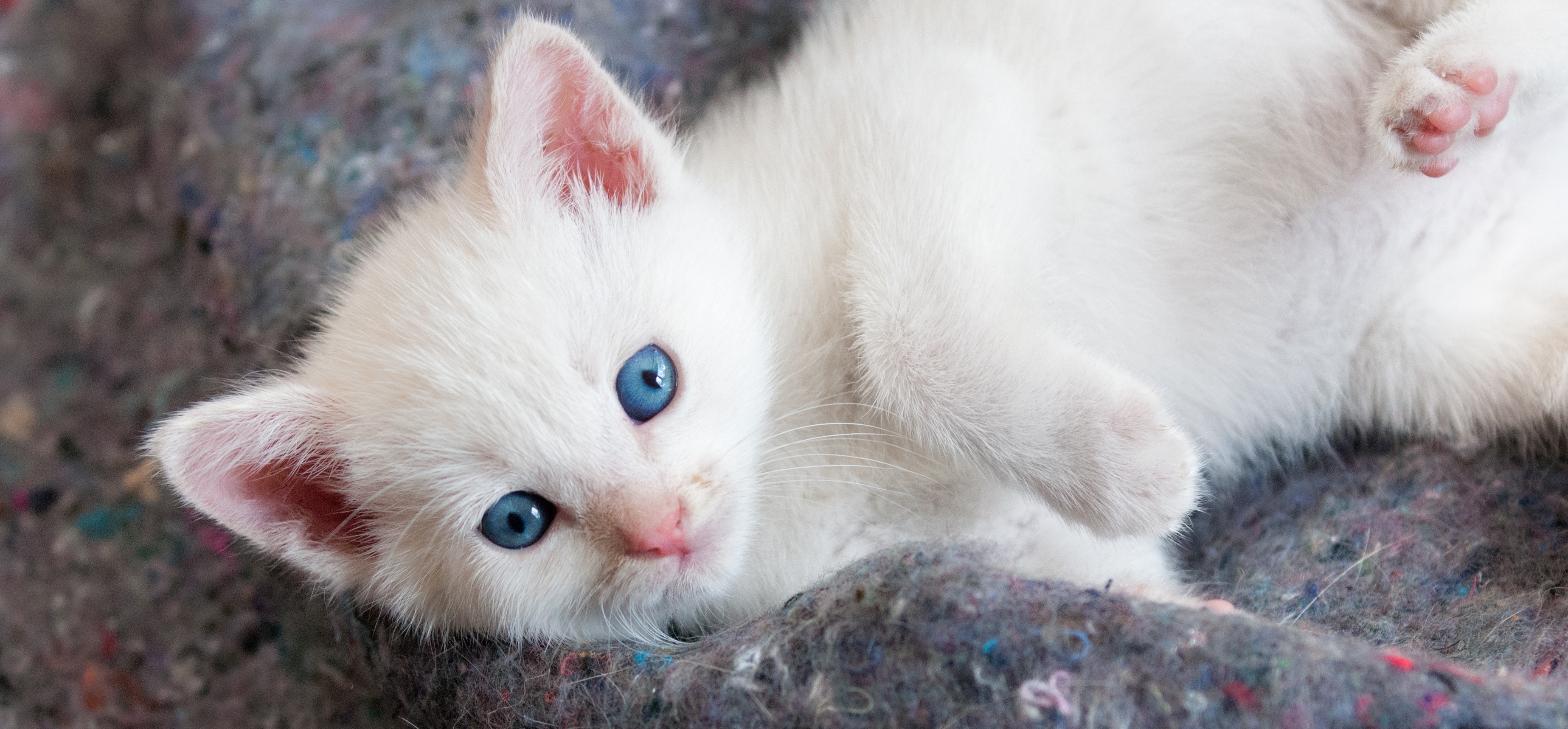 Beautiful White Kitten With Blue Eyes HD Wallpaper