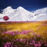 Field of flowers in front of snowy mountains alps hd