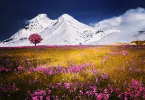 Field of flowers in front of snowy mountains (Alps) HD