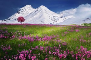 Field of flowers in front of snowy mountains hd