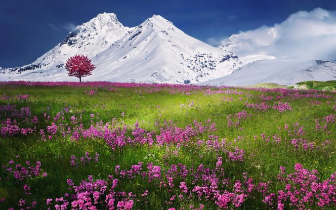 Field of flowers in front of snowy mountains hd
