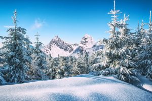 Snowy Forest (Winter) HD