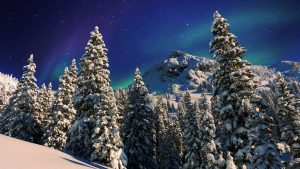 Snowy Forest, Milky Way (Winter) HD
