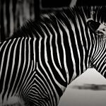 Zebra BW HD