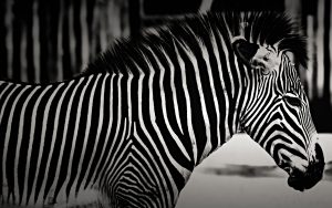 Zebra (Black & White) HD