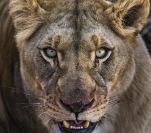 Lioness Face 4K